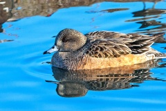 American Wigeon [Mareca americana] 