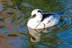 Smew [Mergellus albellus] 