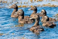 Common Eider [Somateria mollissima mollissima] 
