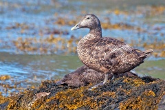 Common Eider [Somateria mollissima mollissima] 