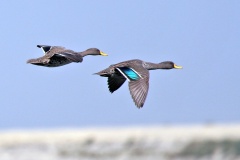 Yellow-billed Duck [Anas undulata undulata] 