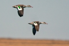 Cape Teal [Anas capensis] 