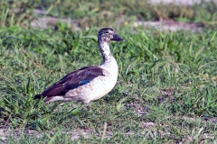 Knob-billed Duck [Sarkidiornis melanotos] 