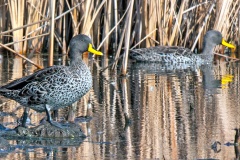 Yellow-billed Duck [Anas undulata undulata]