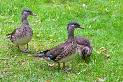 Mandarin Duck [Aix galericulata]