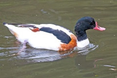 Common Shelduck [Tadorna tadorna]