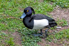 Tufted Duck [Aythya fuligula] 