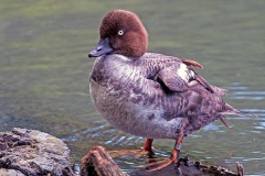 Common Goldeneye [Bucephala clangula clangula] 
