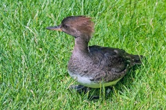 Hooded Merganser [Lophodytes cucullatus] 