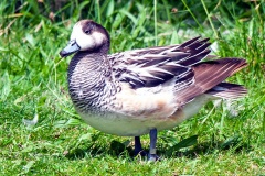 Chiloe Wigeon [Mareca sibilatrix] 