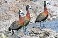 White-faced Whistling Duck [Dendrocygna viduata] 