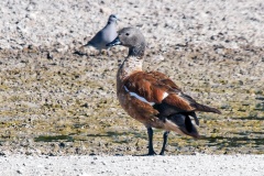 South African Shelduck [Tadorna cana] 
