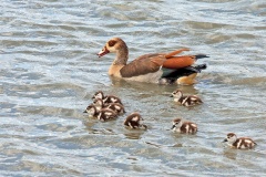 Egyptian Goose [Alopochen aegyptiaca]