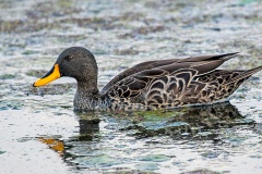 Yellow-billed Duck [Anas undulata undulata] 