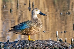 Cape Shoveler [Spatula smithii] 