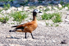South African Shelduck [Tadorna cana] 