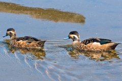 Blue-billed Teal [Spatula hottentota] 