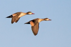 Red-billed Teal [Anas erythrorhyncha] 