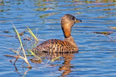 White-backed Duck [Thalassornis leuconotus leuconotus]