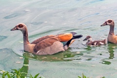 Egyptian Goose [Alopochen aegyptiaca] 