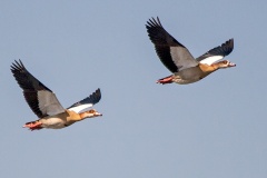 Egyptian Goose [Alopochen aegyptiaca] 