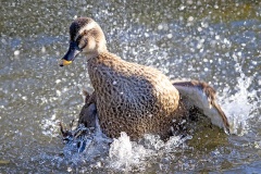 Eastern Spot-billed Duck [Anas zonorhyncha] 