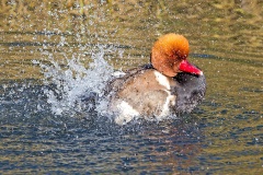 Red-crested Pochard [Netta rufina] 