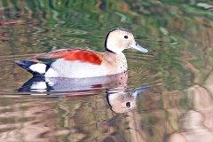 Ringed Teal [Callonetta leucophrys] 