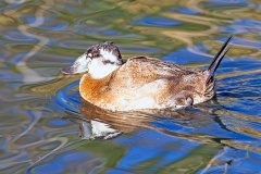 White-headed Duck [Oxyura leucocephala] 