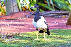 Magpie Goose [Anseranas semipalmata] 