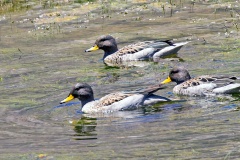 Yellow-billed Teal [Anas flavirostris flavirostris] 