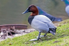 Common Pochard [Aythya ferina] 