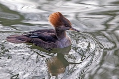Hooded Merganser [Lophodytes cucullatus] 