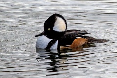 Hooded Merganser [Lophodytes cucullatus] 