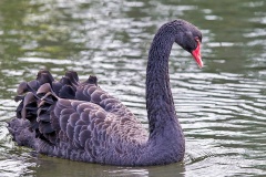Black Swan [Cygnus atratus] 