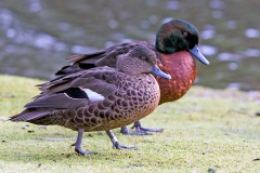 Chestnut Teal [Anas castanea] 