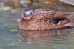 Laysan Duck [Anas laysanensis] 