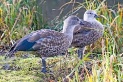 Blue-winged Goose [Cyanochen cyanoptera] 