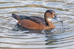 Rosy-billed Pochard [Netta peposaca] 