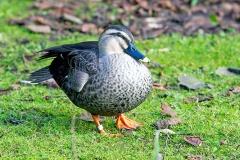 Eastern Spot-billed Duck [Anas zonorhyncha] 