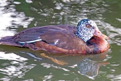 White-winged Duck [Asarcornis scutulata] 
