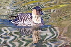 Nene [Branta sandvicensis] 