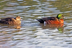 Chestnut Teal [Anas castanea] 