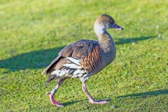 Plumed Whistling Duck [Dendrocygna eytoni] 