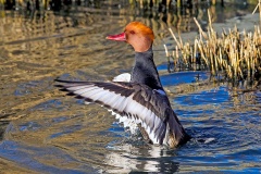 Red-crested Pochard [Netta rufina] 