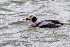 Long-tailed Duck [Clangula hyemalis] 