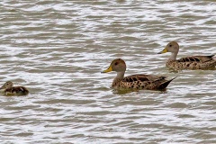 Yellow-billed Pintail [Anas georgica spinicauda] 