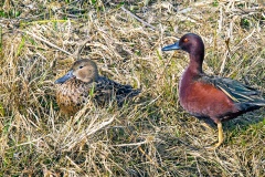 Cinnamon Teal [Spatula cyanoptera cyanoptera] 