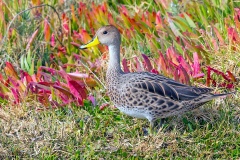 Yellow-billed Pintail [Anas georgica spinicauda] 