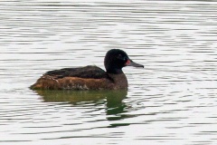 Black-headed Duck [Heteronetta atricapilla] 